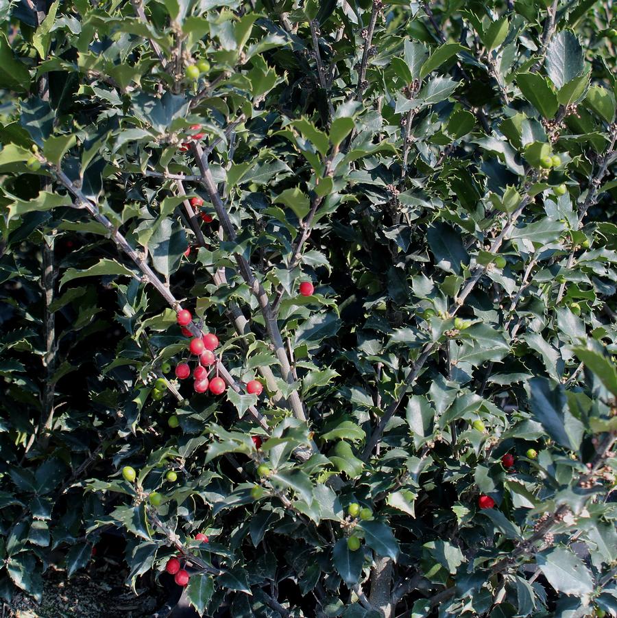 Ilex x meserveae "Jack & Jill"