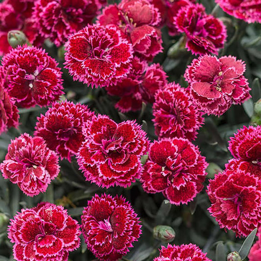 Dianthus Fruit Punch "Black Cherry Frost"