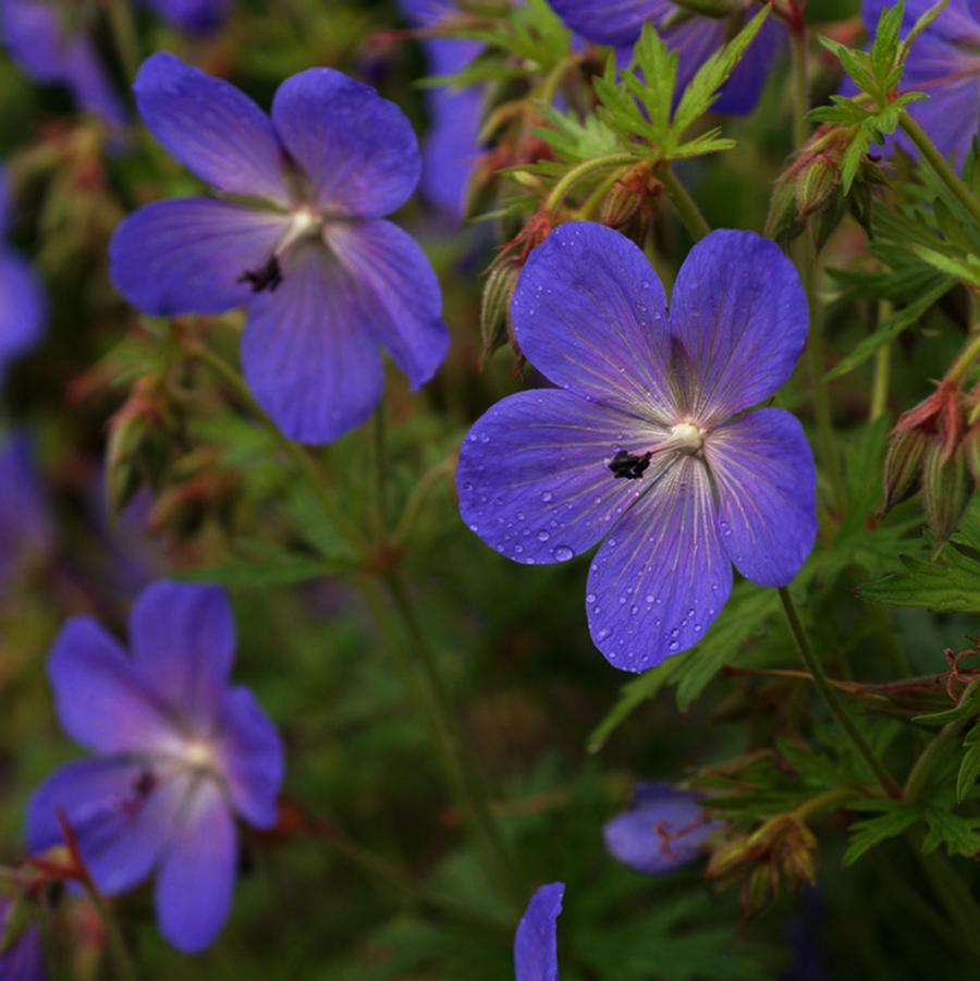 Geranium hybrid "Johnson's Blue"