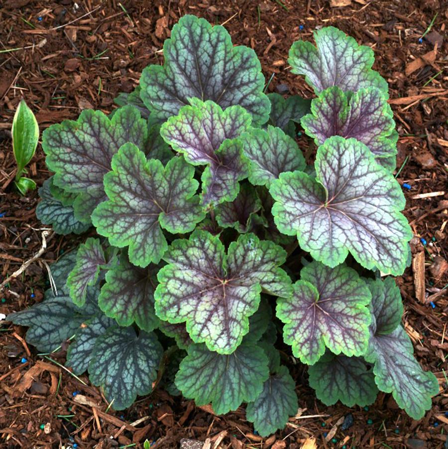 Heuchera "Green Spice"