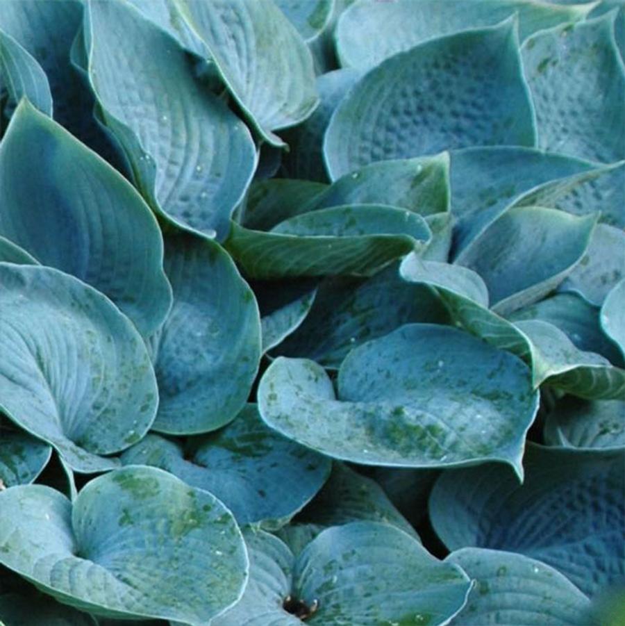 Hosta "Hadspen Blue"