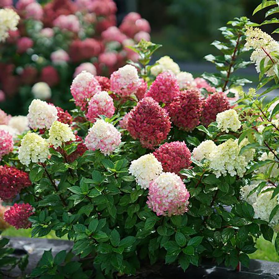 Hydrangea paniculata "Little Lime Punch"