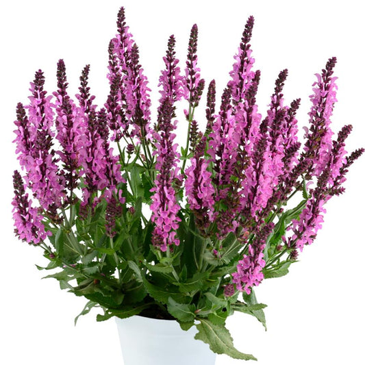 Salvia nemorosa "Pink Nebula"