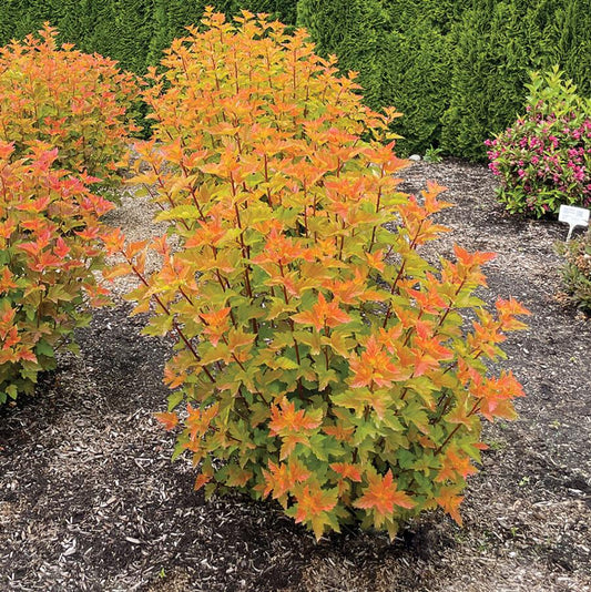 Ninebark "Savannah Sunset"