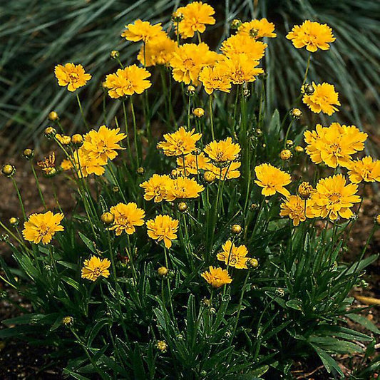 Coreopsis grandiflora "Early Sunrise"