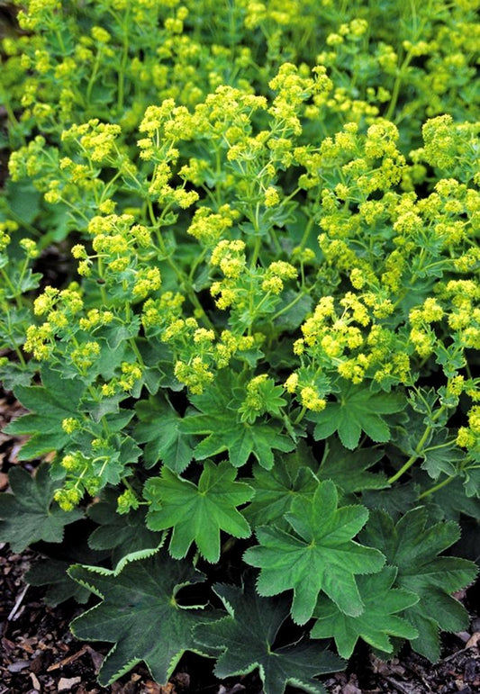 Alchemilla sericata "Gold Strike"