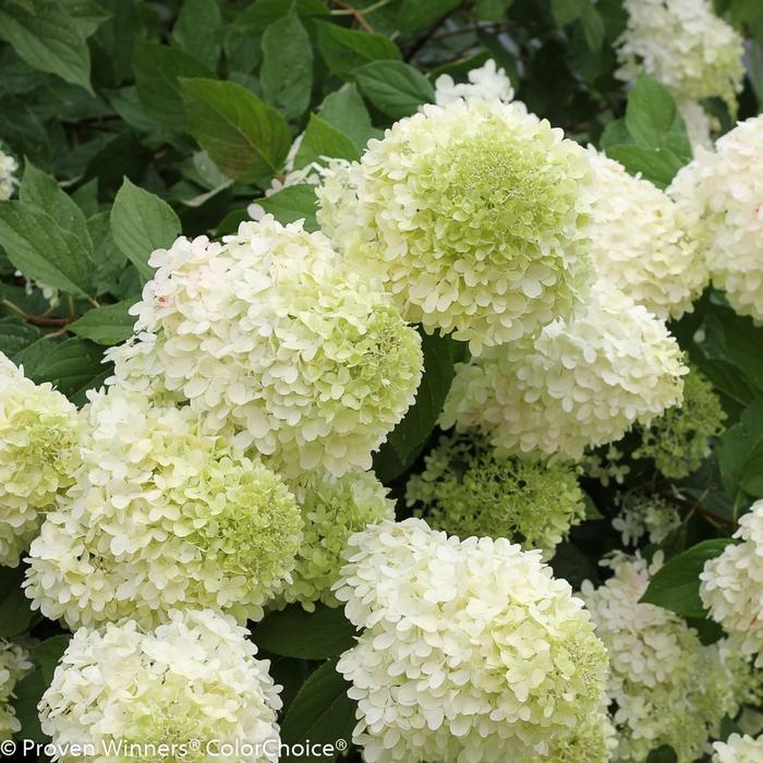 Hydrangea paniculata "Limelight"