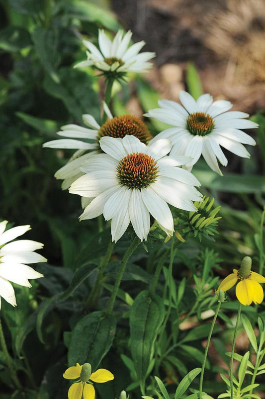 Echinacea purpurea "PowWow White"
