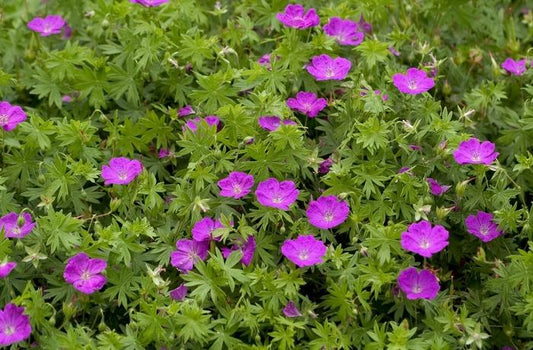Geranium sanguineum "New Hampshire Purple"