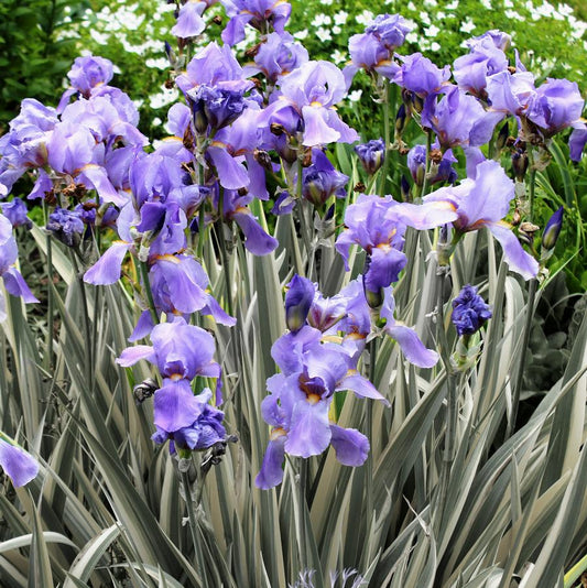 Iris pallida "Albo Variegata"