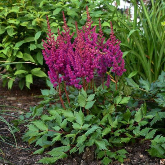 Astilbe chinensis"Visions in Red"