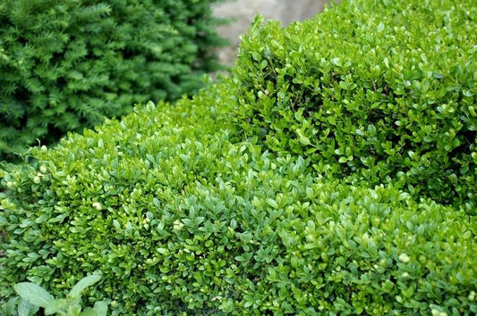 Buxus "Green Gem"