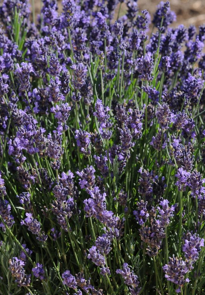 Lavandula angustifolia "SuperBlue"