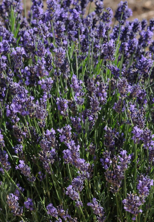Lavandula angustifolia "SuperBlue"