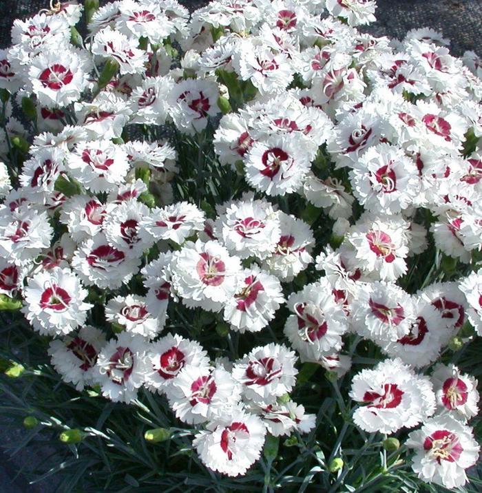 Dianthus hybrida Scent First "Coconut Surprise"