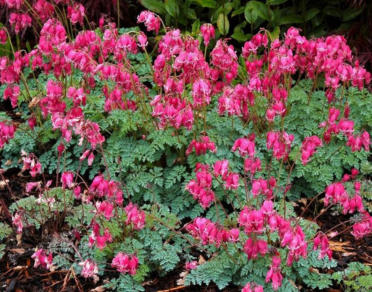 Dicentra formosa "King of Hearts"