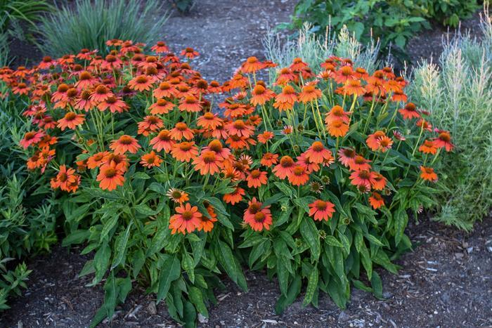 Echinacea Sombrero "Adobe Orange"