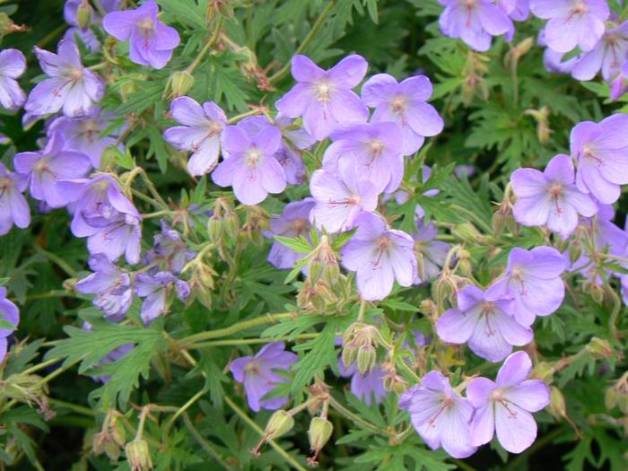 Geranium hybrid "Rozanne"