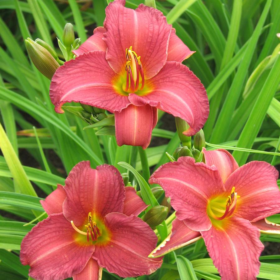Hemerocallis "Ruby Stella"
