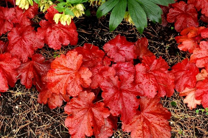 Heuchera "Fire Alarm"