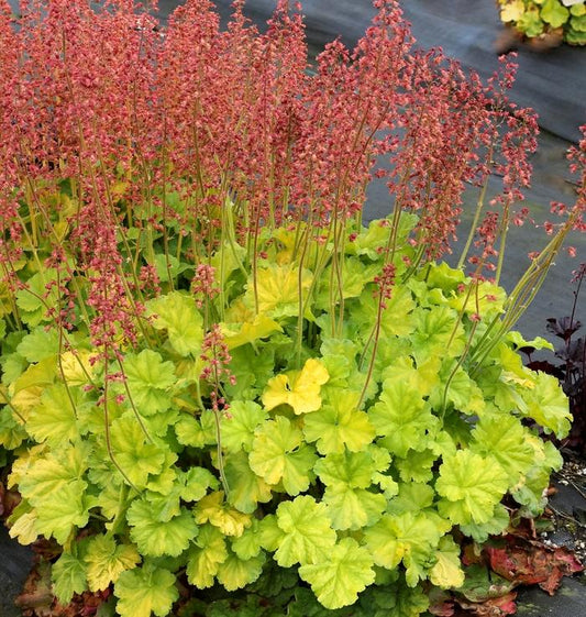 Heuchera Northern Exposure "Lime"