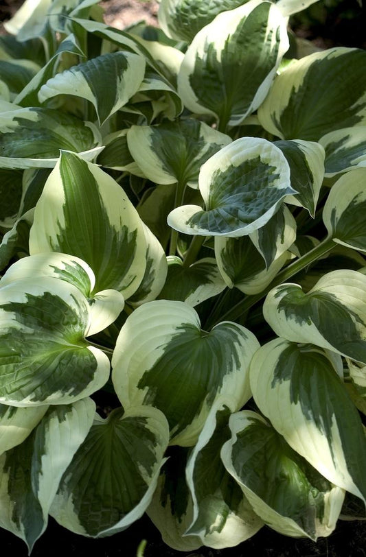 Hosta "Patriot"