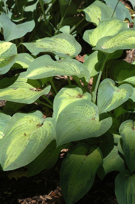 Hosta "Paul's Glory"