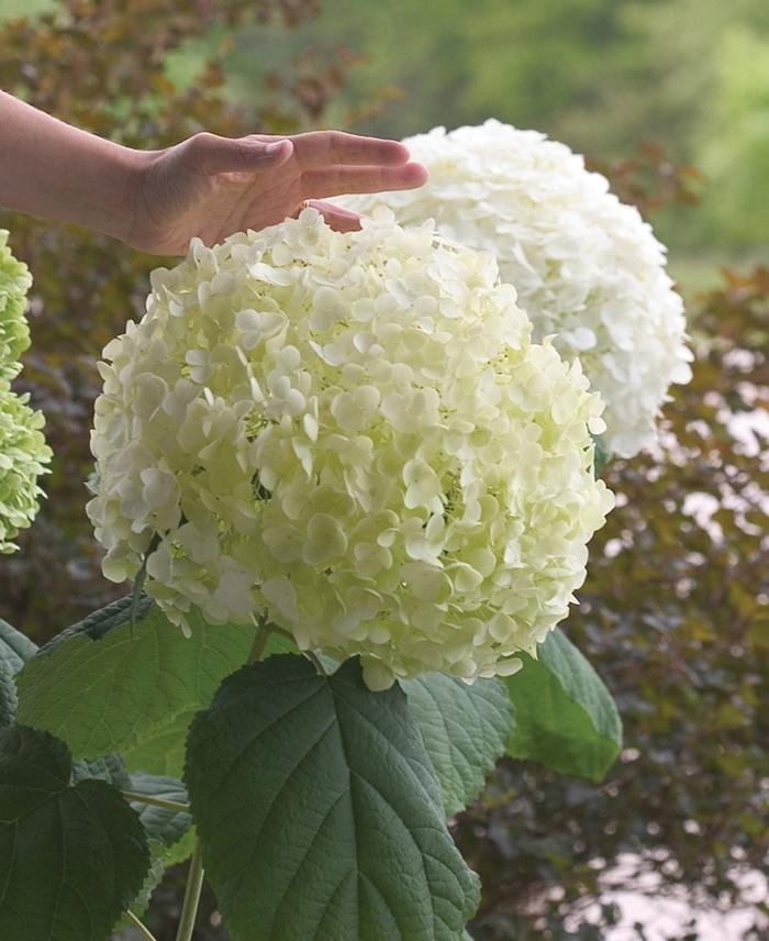 Hydrangea "Abetwo" Incrediball PW