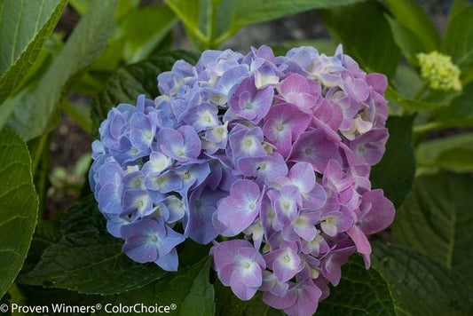 Hydrangea macrophylla Lets Dance "Blue Jangles"