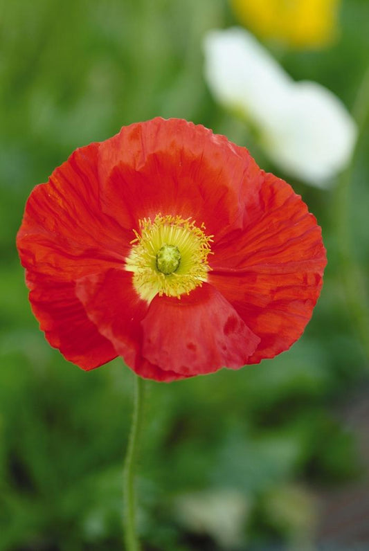 Papaver nudicaule "Champagne Bubbles Scarlet"