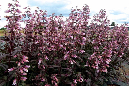 Penstemon digitalis "Dark Towers"
