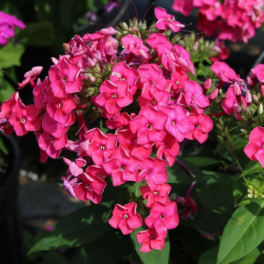 Phlox paniculata " Ka-Pow Pink"