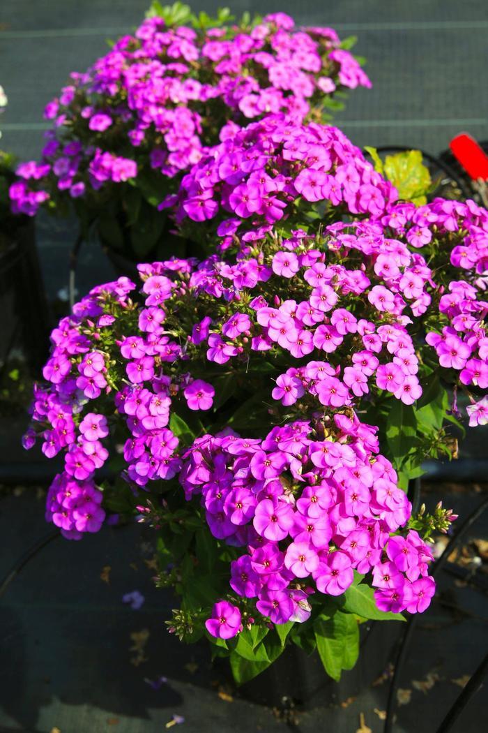 Phlox paniculata "Ka-Pow Purple"