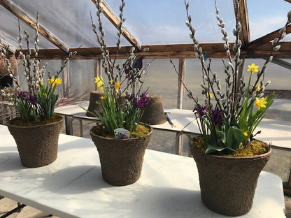 Spring Bulb Container