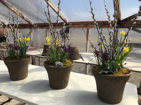 Spring Bulb Container