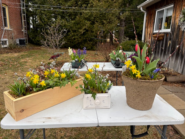 Spring Bulb Container