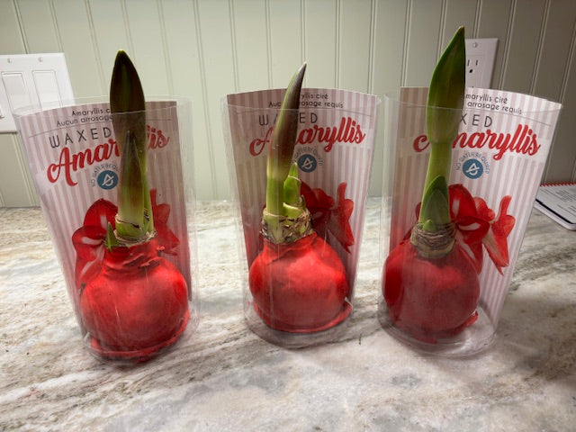 Waxed Amaryllis Bulbs