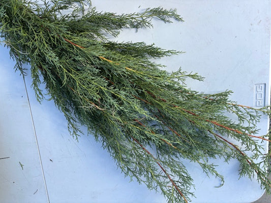 Evergreen Bunches