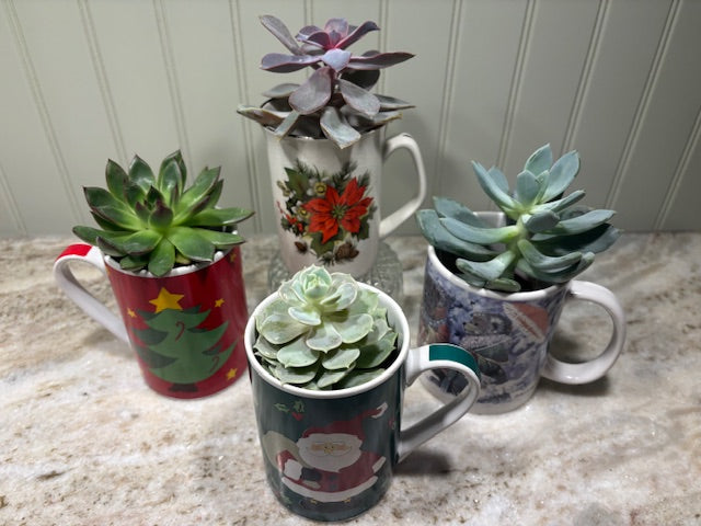 Merry Mug of Succulent