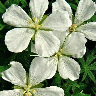 Geranium sanguineum "Album"