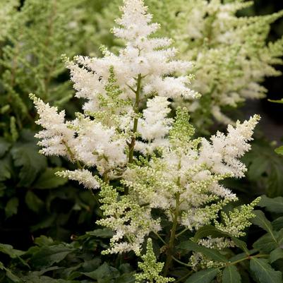 Astilbe" Younique White"