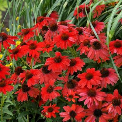 Echinacea Sombrero "Salsa Red"