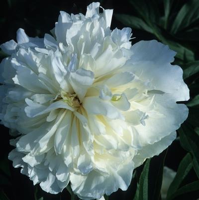 Paeonia "Duchesse de Nemours"