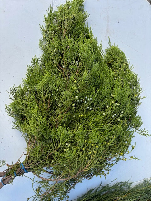 Evergreen Bunches