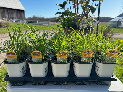 Freeman Lemon Grass Herb