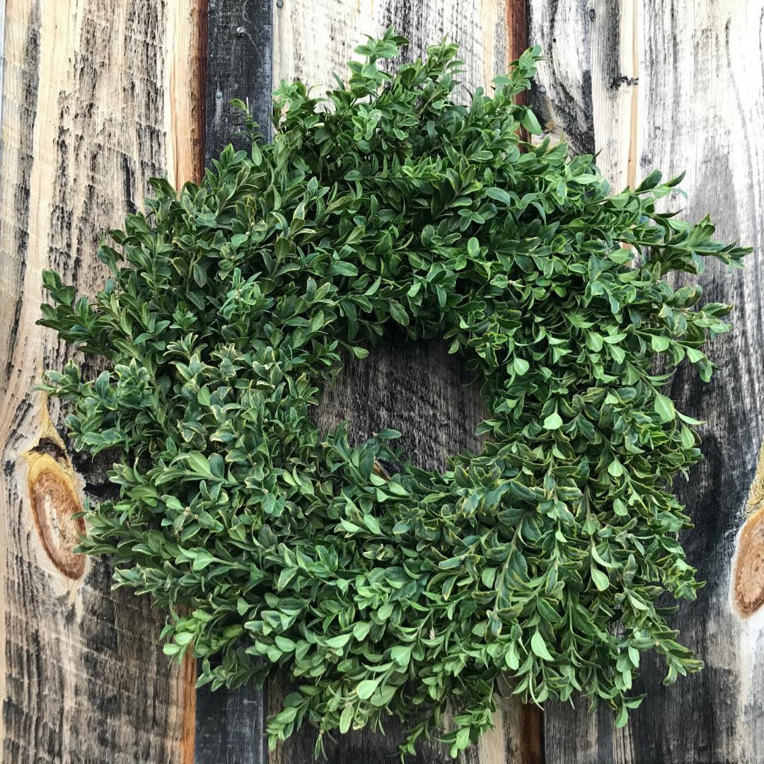 Boxwood Wreath