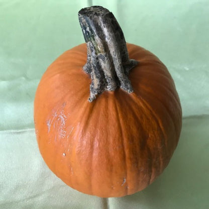 Fall Floral Pumpkin Workshop