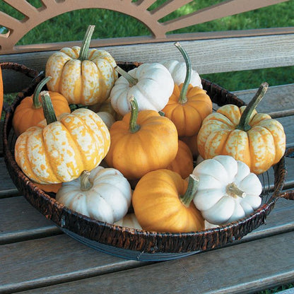 Kids Pretty Punkin Workshop